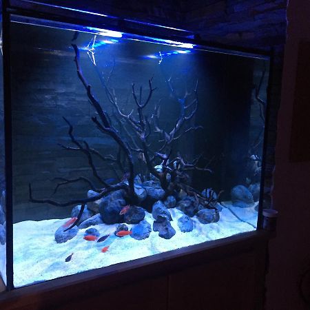 Aquarium House Apartment เซซิมบรา ภายนอก รูปภาพ